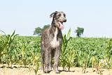 DEERHOUND 004